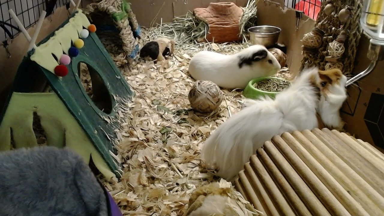 Rootie Bootie Uses A Water Bottle For The First Time