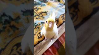 Rupa Playing in Another Room 🐦🏠#cockatiels #explorerbird #cutebirds #birdshorts #petbirds #birdlover