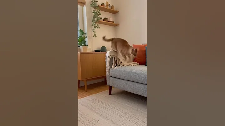 Video 11726781: american curl cat, cat jumping