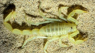 A Rare Scorpion in California's Dunes