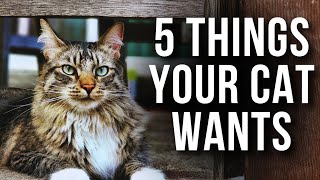 5 Things Your Cat Wants From You (But Most Owners Miss)