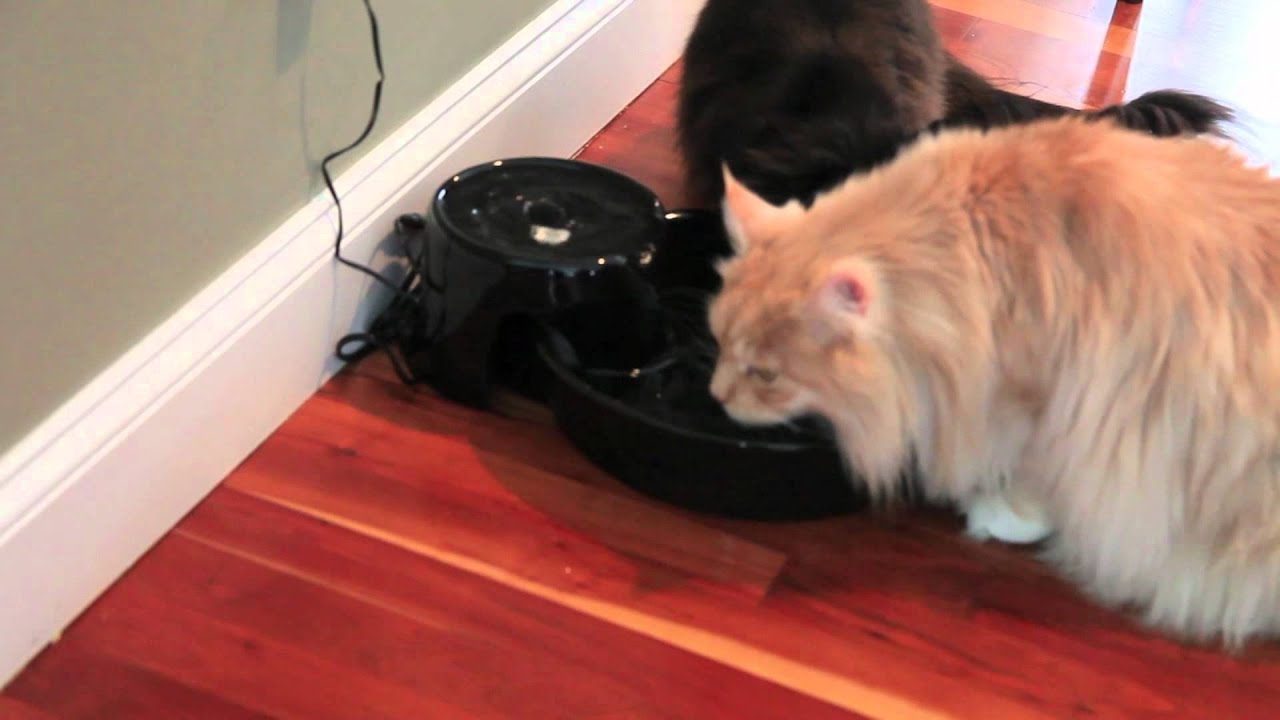 Maine Coons & Their Cat Water Fountain YouTube