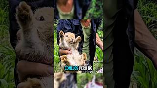 Hay que construir una casa para estos conejos! #cuba