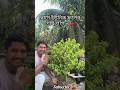 ছাদে কিছু ইউনিক ফলের গাছ লাগান 🌳🍂🍒 #youtubeshorts #plants #gardening #shortvideo #gardeningvideos