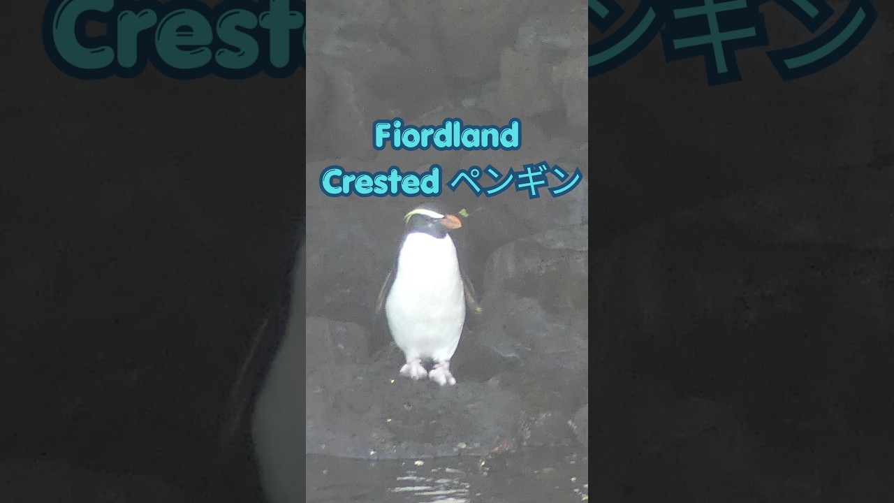 ミルフォードサウンドで珍しいペンギンが11月ぐらいまで見れる | NZ