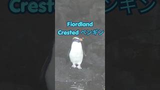 ミルフォードサウンドで珍しいペンギンが11月ぐらいまで見れる | NZ