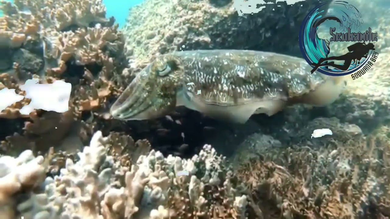 fujairah scuba diving dibba rock UAE 2022 scubamile trips