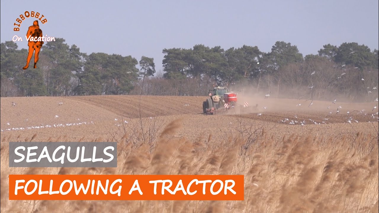 Seagulls Following Tractor | Relaxing Nature Scene with Birds | BibBobBib