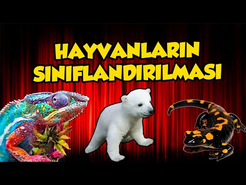 HAYVANLARIN SINIFLANDIRMASI 5. SINIF / 2020