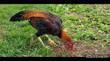 Dragon legs scales stags 6 months