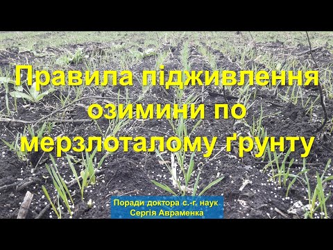 Правила підживлення озимини по мерзлоталому грунту