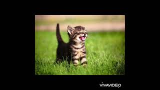 Как мяукает котенок? Звук для твоего питомца. Включи и наблюдай. #kitten #sound #животные #котята
