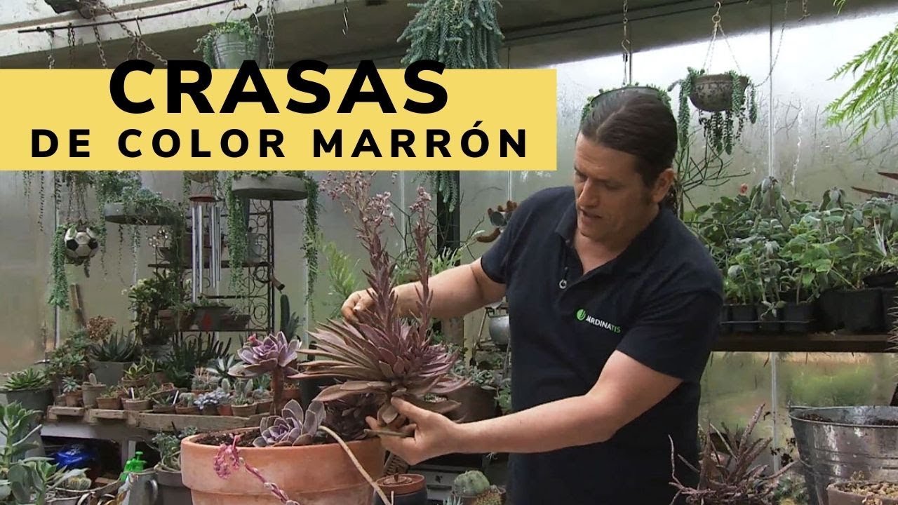 Plantas crasas de color marrón - Decogarden - Jardinatis