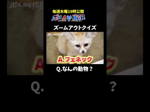 引いていく画像から正体を当てるクイズ #ポルカの伝説 #尾丸ポルカ #shorts