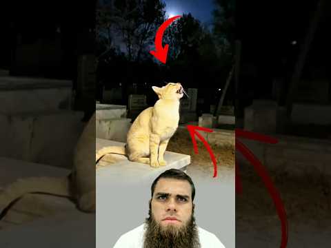 سبحان الله ماهم هذي القطه الله يعلم مافي في انفوس 