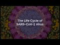 Sarscov2 life cycle summer 2020