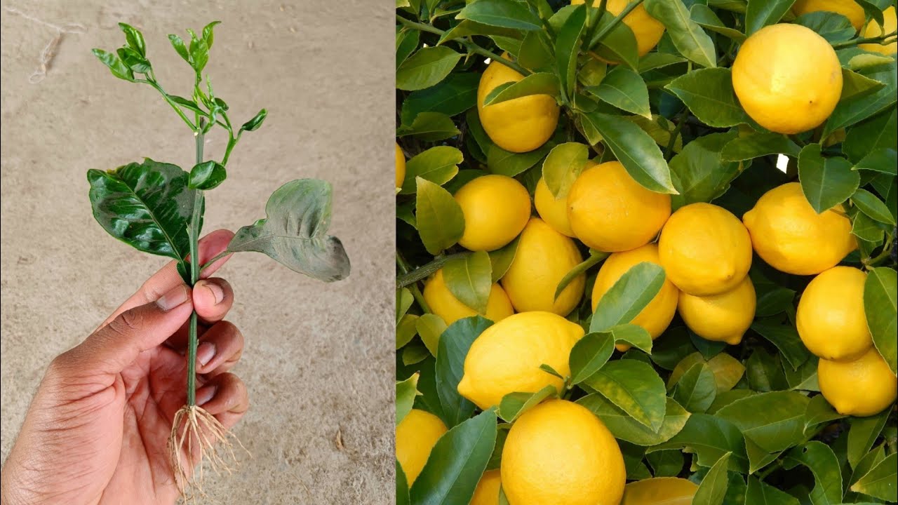  Best way grow lemon cuttings in just 30 days How to quickly grow