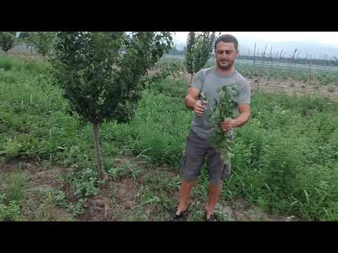 სიდერატები,  ხეხილის ბაღებში  შეთესილი მრავალწლიანი  მცენარეები გელა თედეევი  ლაგოდეხი ლელიანი 2020წ