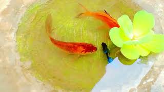 Catch Unique Little Frogs | Catching And Finding A Lot Of Beautiful Baby Koi Fish, Angel Fish#50