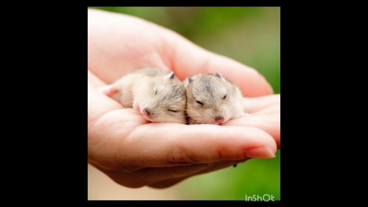 Hamster сколько пользователей. Hamster сколько пользователей