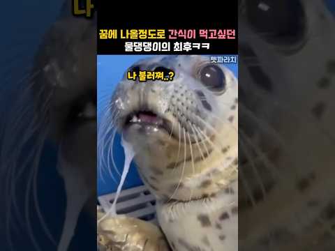 간식 먹는 꿈 꾸다가 현실에서 고기 맛본 물개의 반응 #동물 #물범 thumbnail