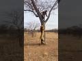 The Lion Tries Again and Again to Climb the Tree… But Can’t Reach Him 🦁🌳