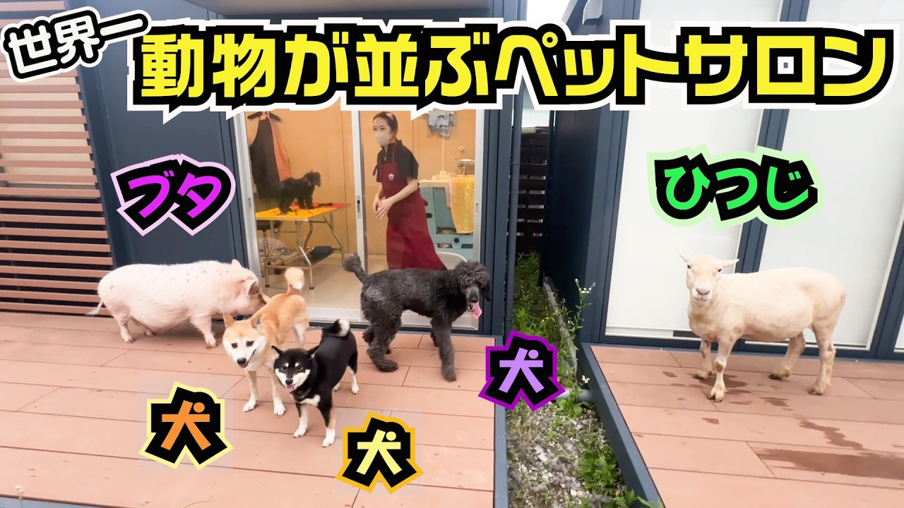 たぶん世界一動物が並ぶペットサロンがこちらです