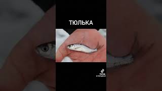 на что ловить налима