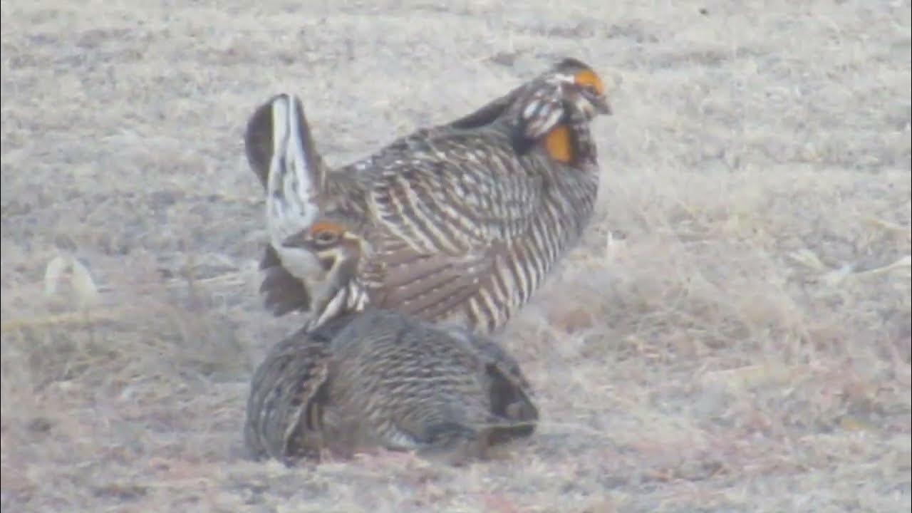 Greater Prairie Chickens lekking part 1. Bledsoe Ranch, Wray