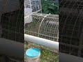 How to Trap a Crocodile