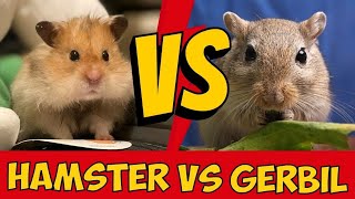 Hamster vs Gerbil: Differences & Which Pet Should You Get