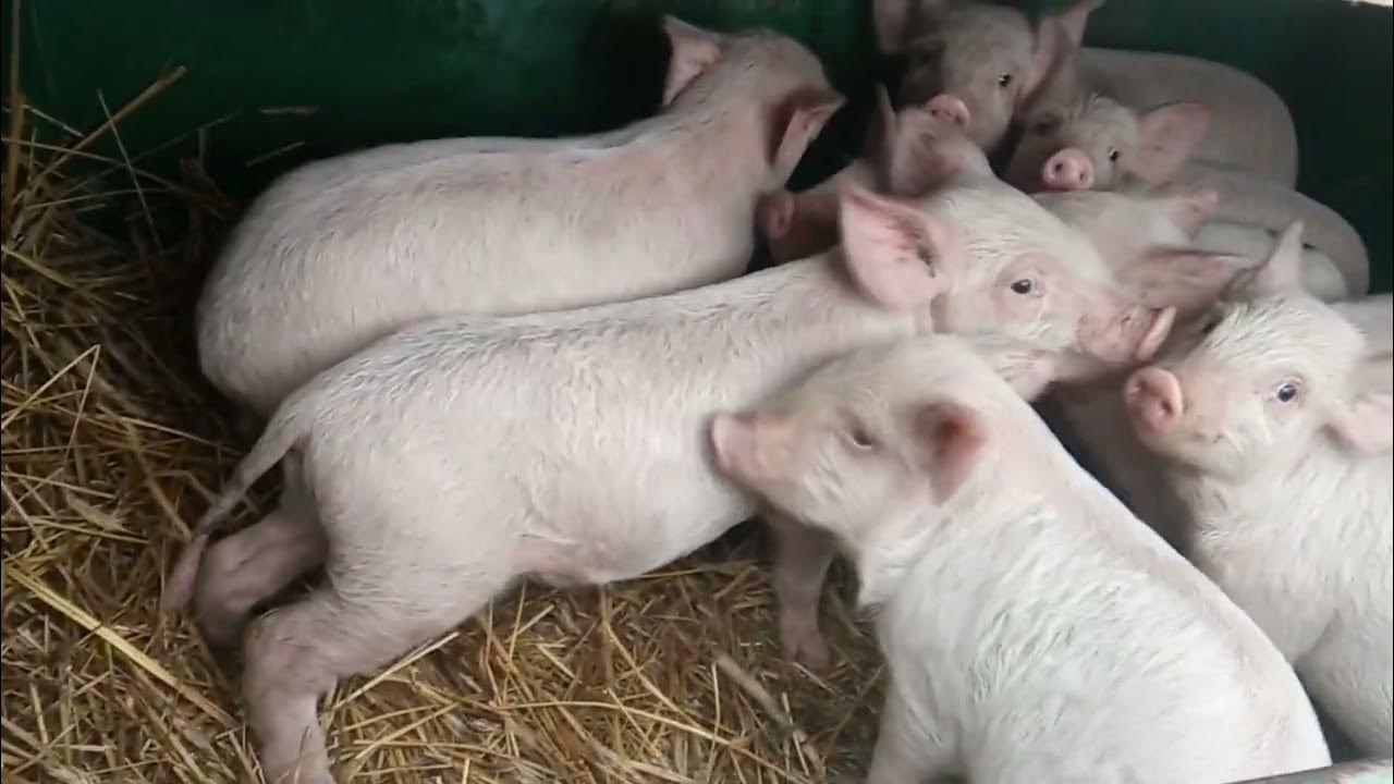 Сарай из соломы ч.2 и Свиньи как бизнес в новых реалиях №44 - YouTube