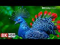 Most Beautiful Nature in HDR™ 8K 120fps Video – Dolby Vision (8K/4K TV)