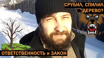 Каков штраф за срубленное дерево? Закон РФ.