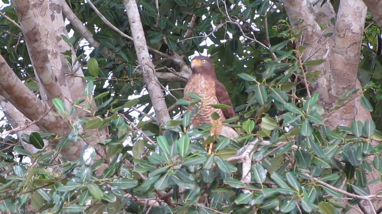 Roadside hawk in the Pantanal 