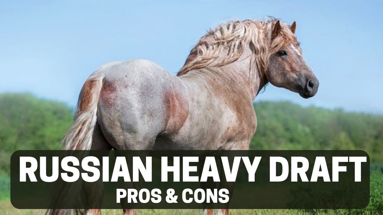 Russian Heavy Draft Horse Pros and Cons - Russian Heavy Draft Horse Advantages and Disadvantages