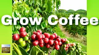 How To Grow Better COFFEE: 3 Tips That Actually Work