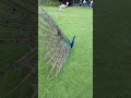 Buetifull Male Peacock In Matingрџ љ Season Buetifull Male Peacock In Matingрџ љ Season