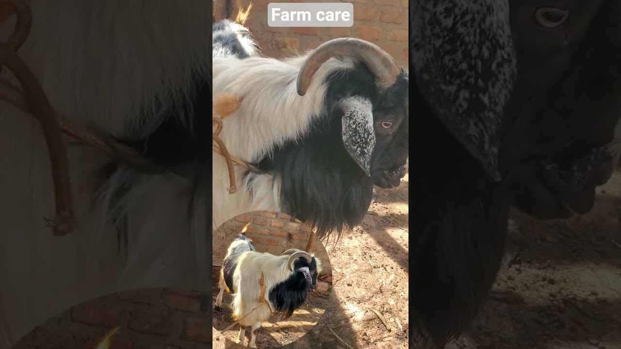 Kashmiri Long Haired Goat