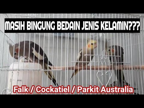 Video: Cara Mengetahui Jenis Kelamin Burung Beo Cockatiel