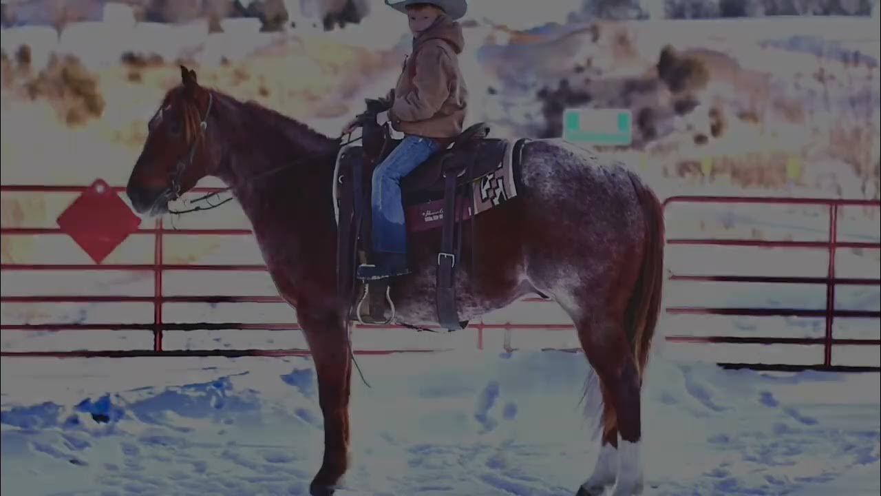 LOT 32 PAC THE WISKEY 2015 AQHA GELDING Five Star Horse Sale YouTube