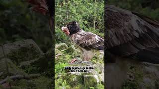 Urubu-barbudo: o único que quebra ossos do céu para comer! 🦴🦅 #Natureza #Curiosidades