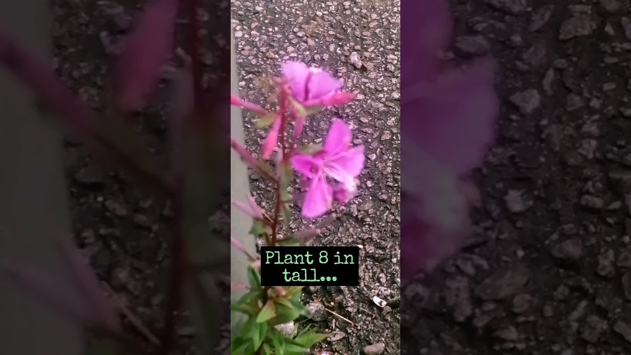 Extraordinary City Adaptation in Fireweed (E. angustifolium)