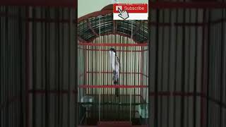 Download Lagu PANCINGAN CENDET MALAS BUNYI Download Lagu PANCINGAN CENDET MALAS BUNYI
