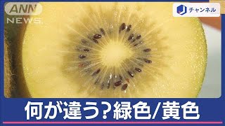 キウイフルーツ“緑色”と“黄色”何が違う？実は、見た目じゃなく栄養に“差”【スーパーJチャンネル】(2024年5月13日)｜ANNnewsCH