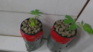 TK Billington At Home Marijuana Grow Room Weekly Update: 7/8/21 to 7/15/21