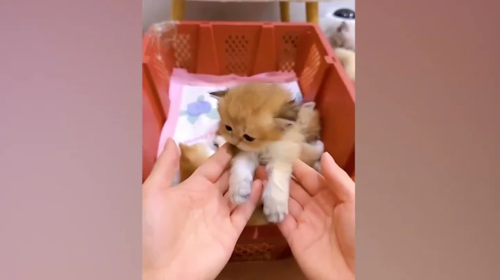 Video 8510701: kitten cat pets adorable, cat kitten pet dog, animal cat pet kitten, cat kitten pets funny, cat kitten cute pets, cute kittens growing