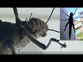 World&#39;s largest grasshopper-90° climb on glass-Valanga irregularis-5cm male