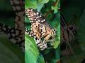 🦋 Phoolon Par Baithi Sundar Titli | Amazing Butterfly Beauty