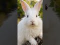 Cute Rabbit Videos That Will MELT Your Heart! | #cute​ #rabbit​ #pets​ #animals​